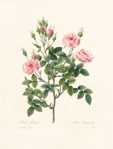 Rosa Pomponia, incisa da Victor, da 